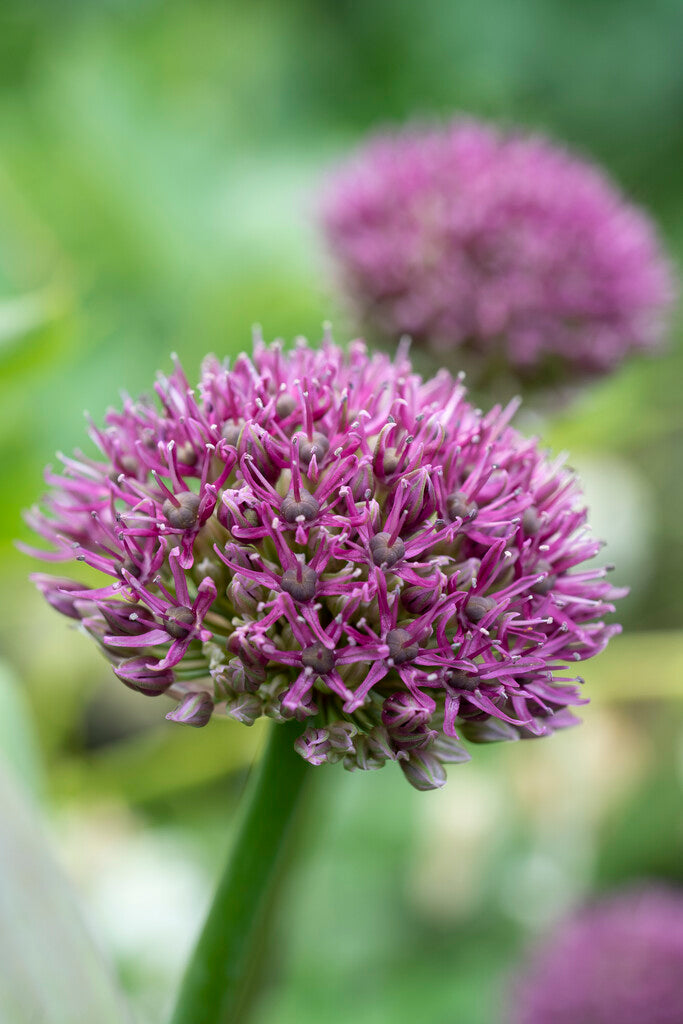 Allium Ostara