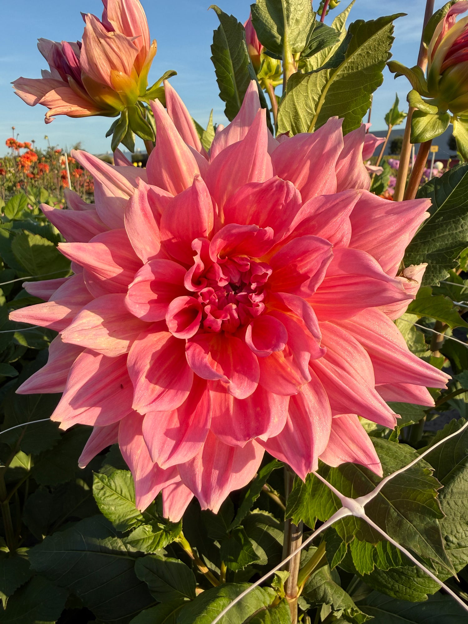 Dahlia Otto's Thrill