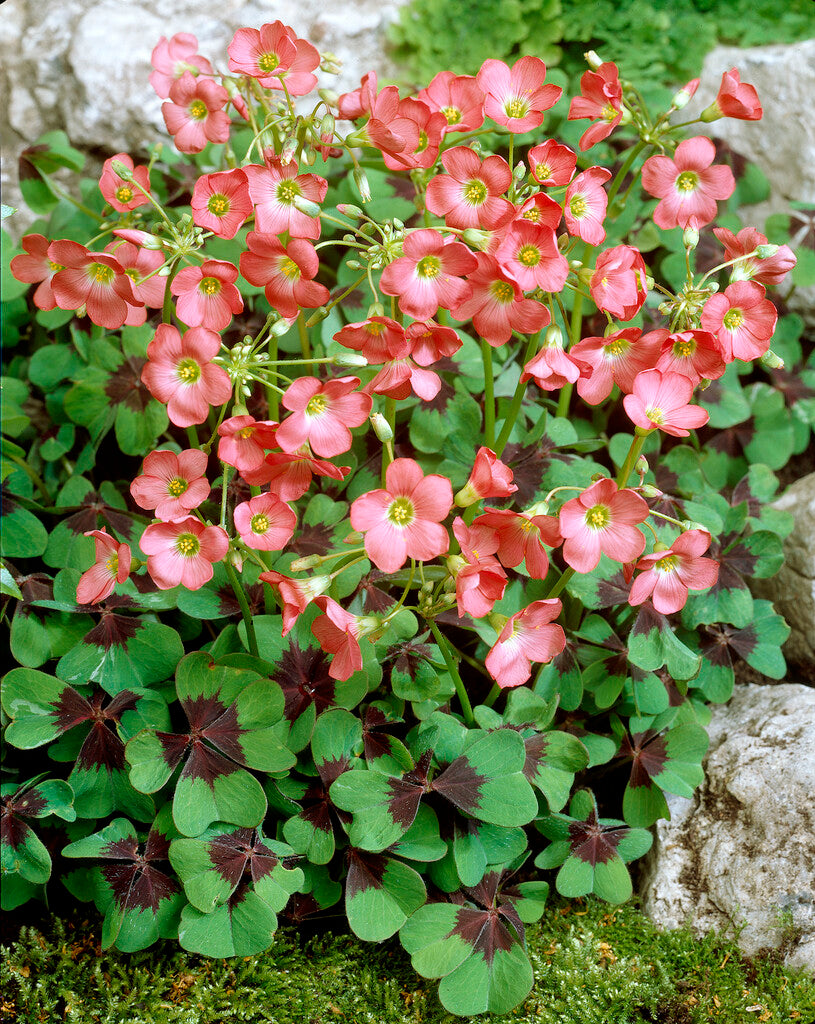 Oxalis Deppei Iron Cross