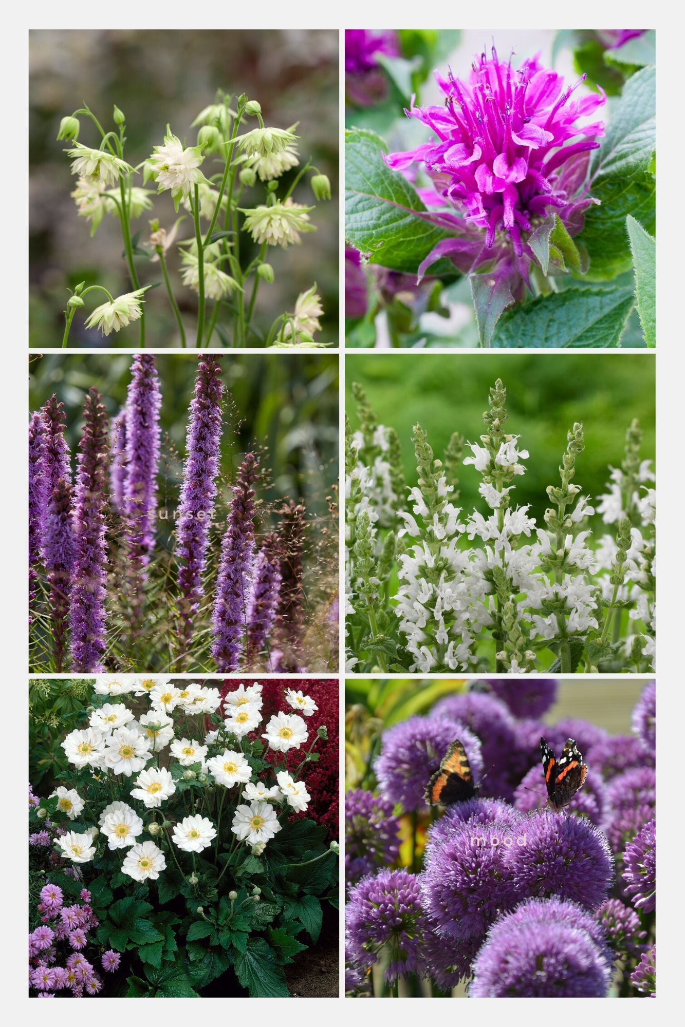 Bijen en vlinder vaste planten pakket paars/wit