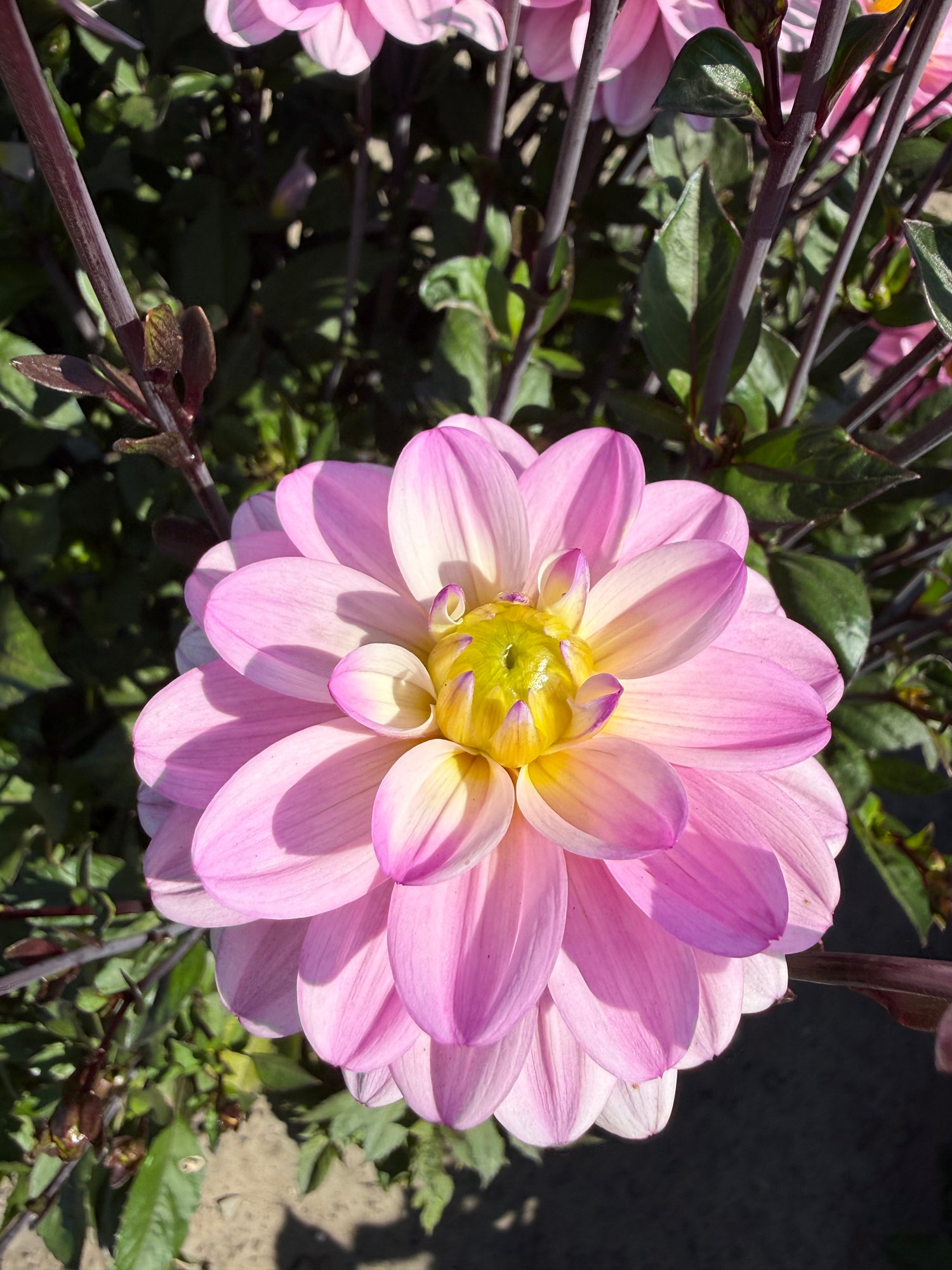 Dahlia Pacific Jewel