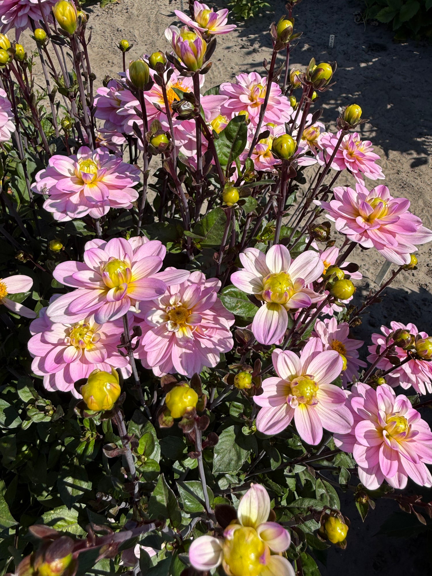 Dahlia Pacific Jewel