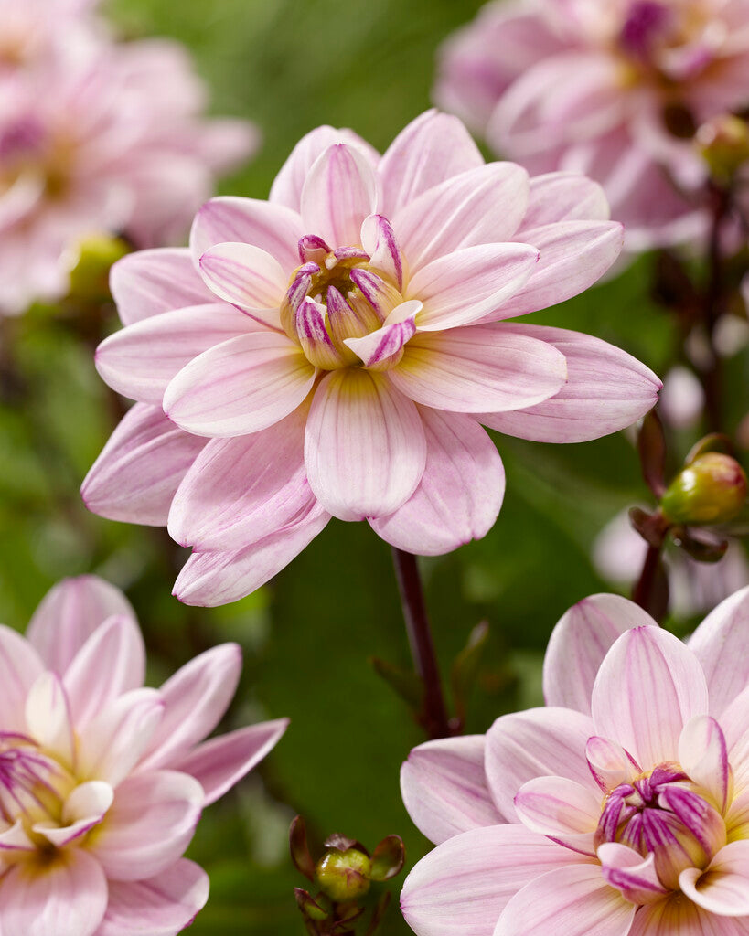 Dahlia Pacific Jewel