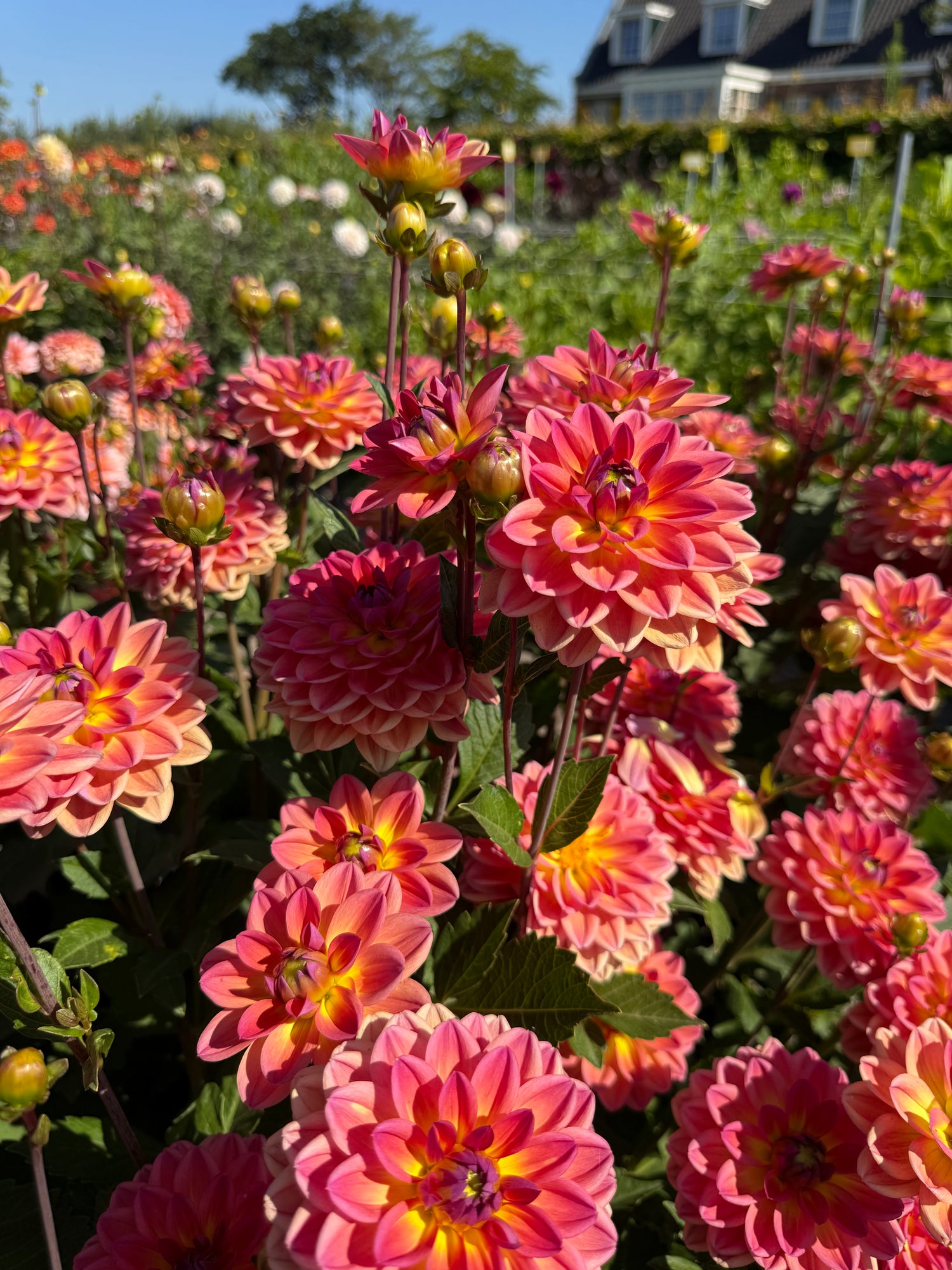 Dahlia Pacific View
