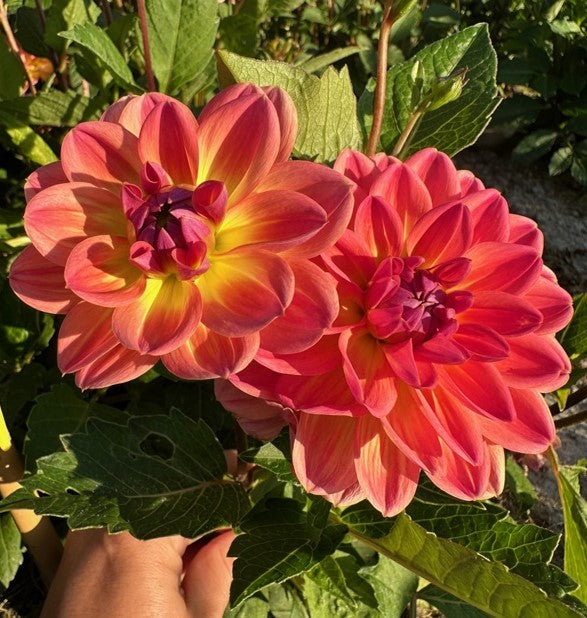 Dahlia Pacific View