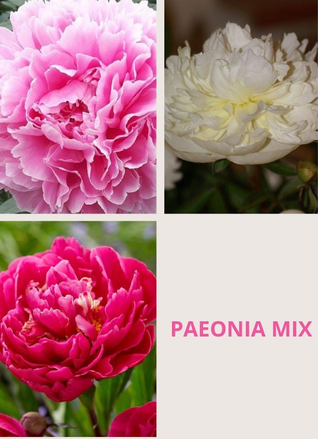 Paeonia mix 3/5 - 3 kleuren