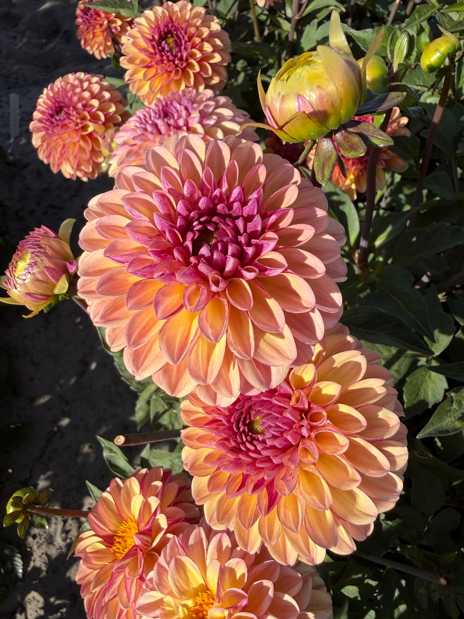 Dahlia Palmares