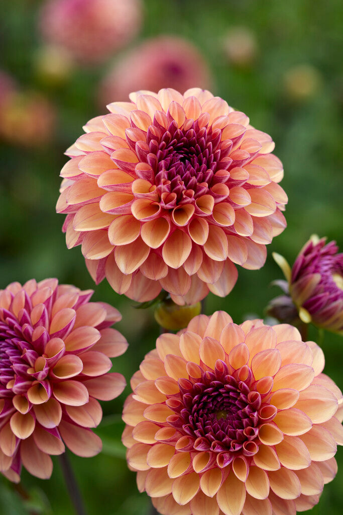 Dahlia Palmares
