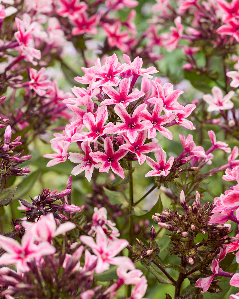 Phlox Palmyra 