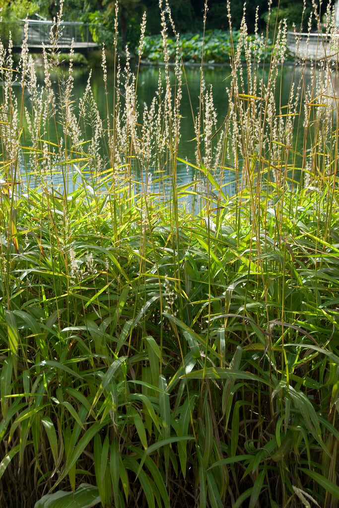 Panicum Heavy Metal XL