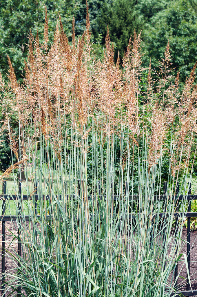 Panicum Prairie Sky XL