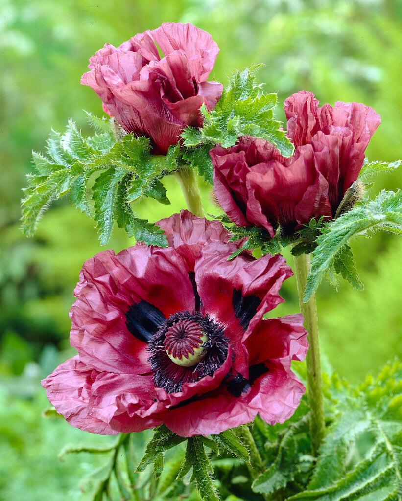 Papaver  Patty's Plum