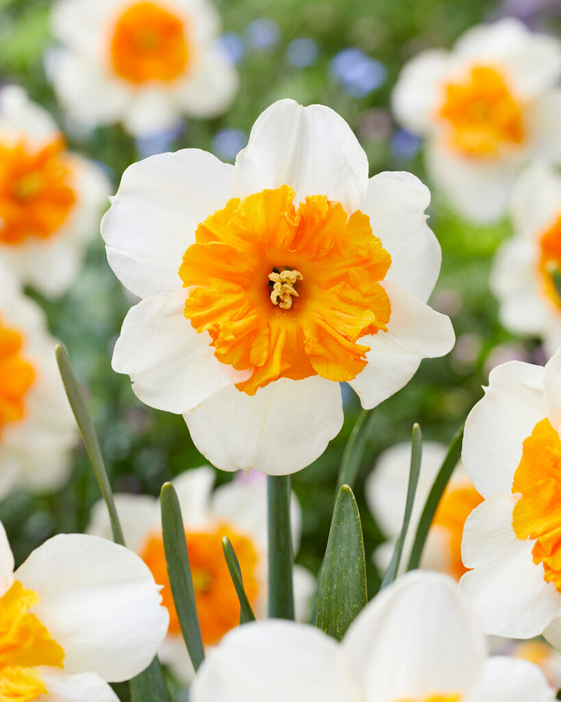 Narcissus Parisienne