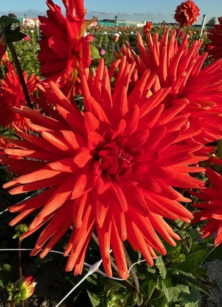 Dahlia Park Idylle