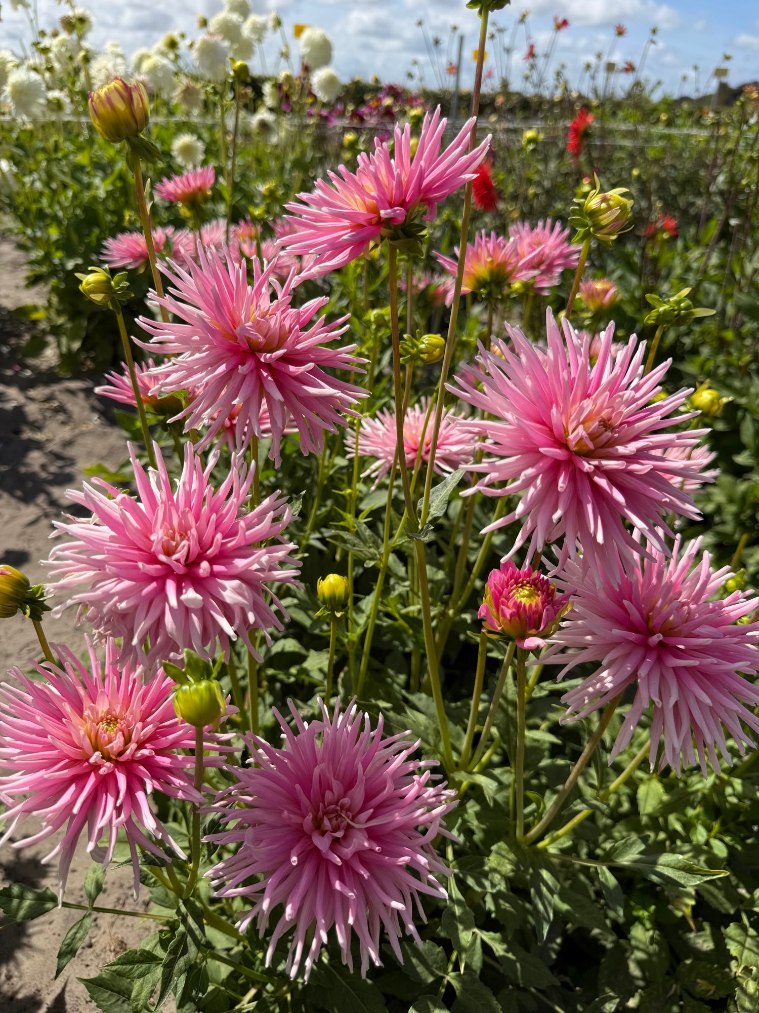 Dahlia Park Princess