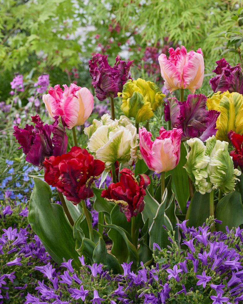 Tulipa Parrot Gemischt