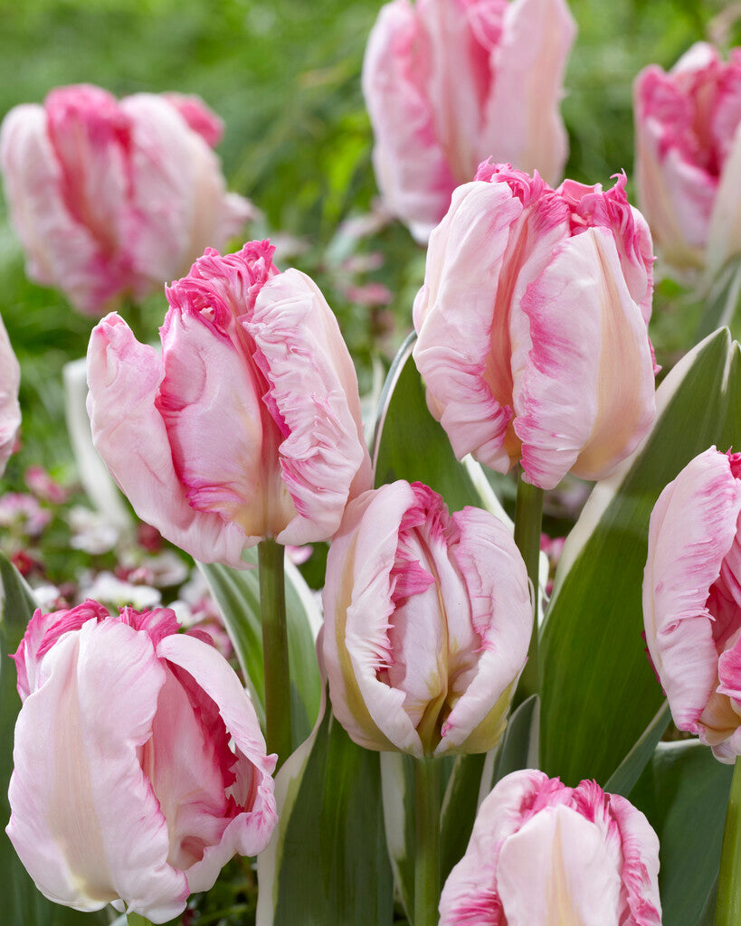 Tulipa Parrot Pinkvision