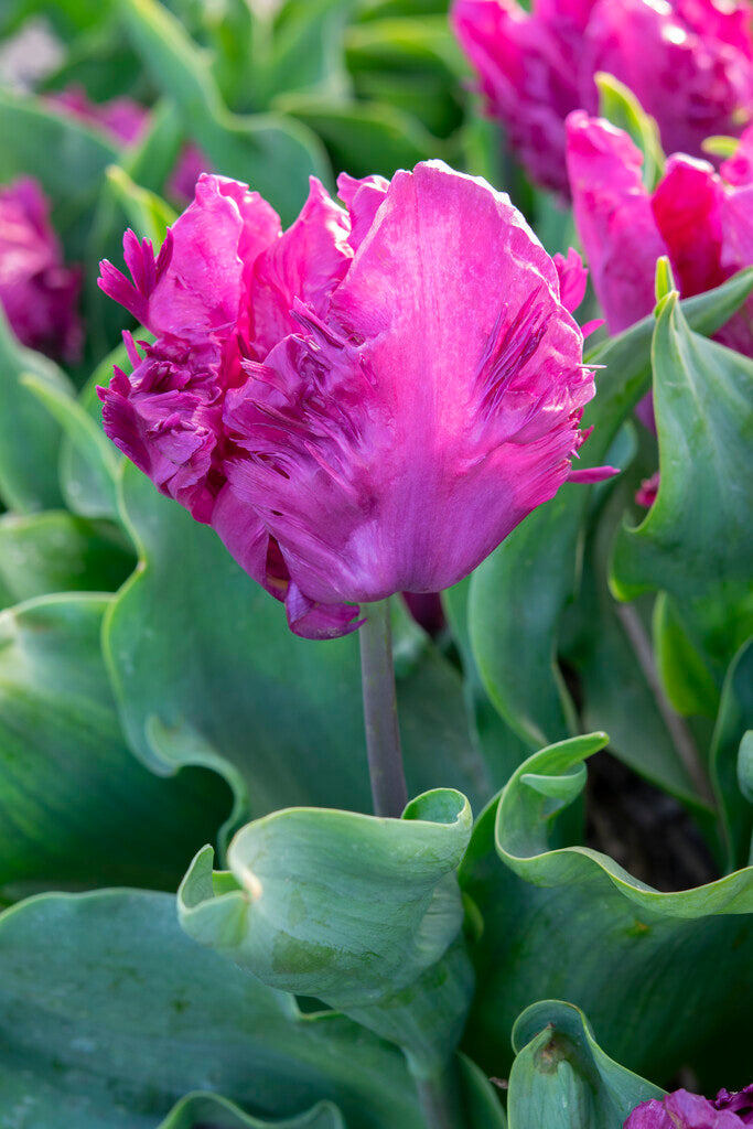 Tulipa Parrot Prince