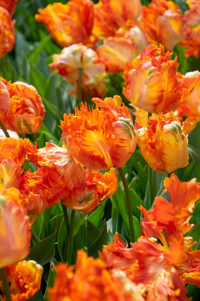 Parrot King Tulip