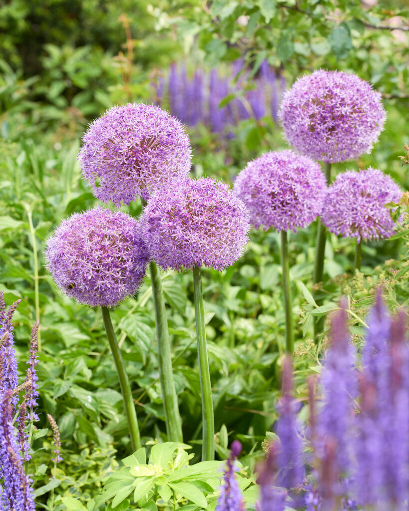 Allium Party Balloons