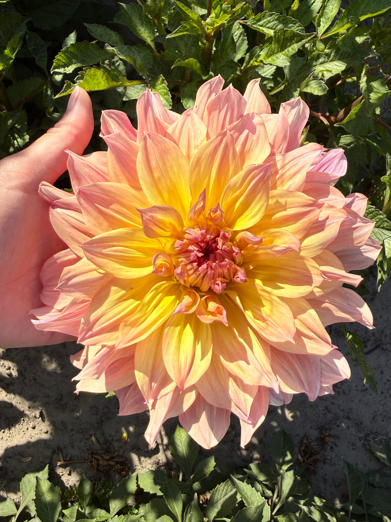 Dahlia Pasodoble Dancer