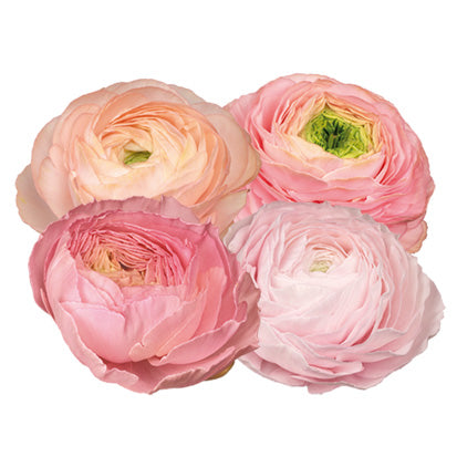 Ranunculus Pastello 127-00 (SEED)