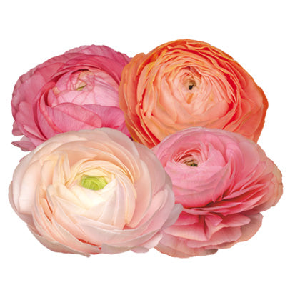 Ranuculus Pastello 1PS18 (SEED)
