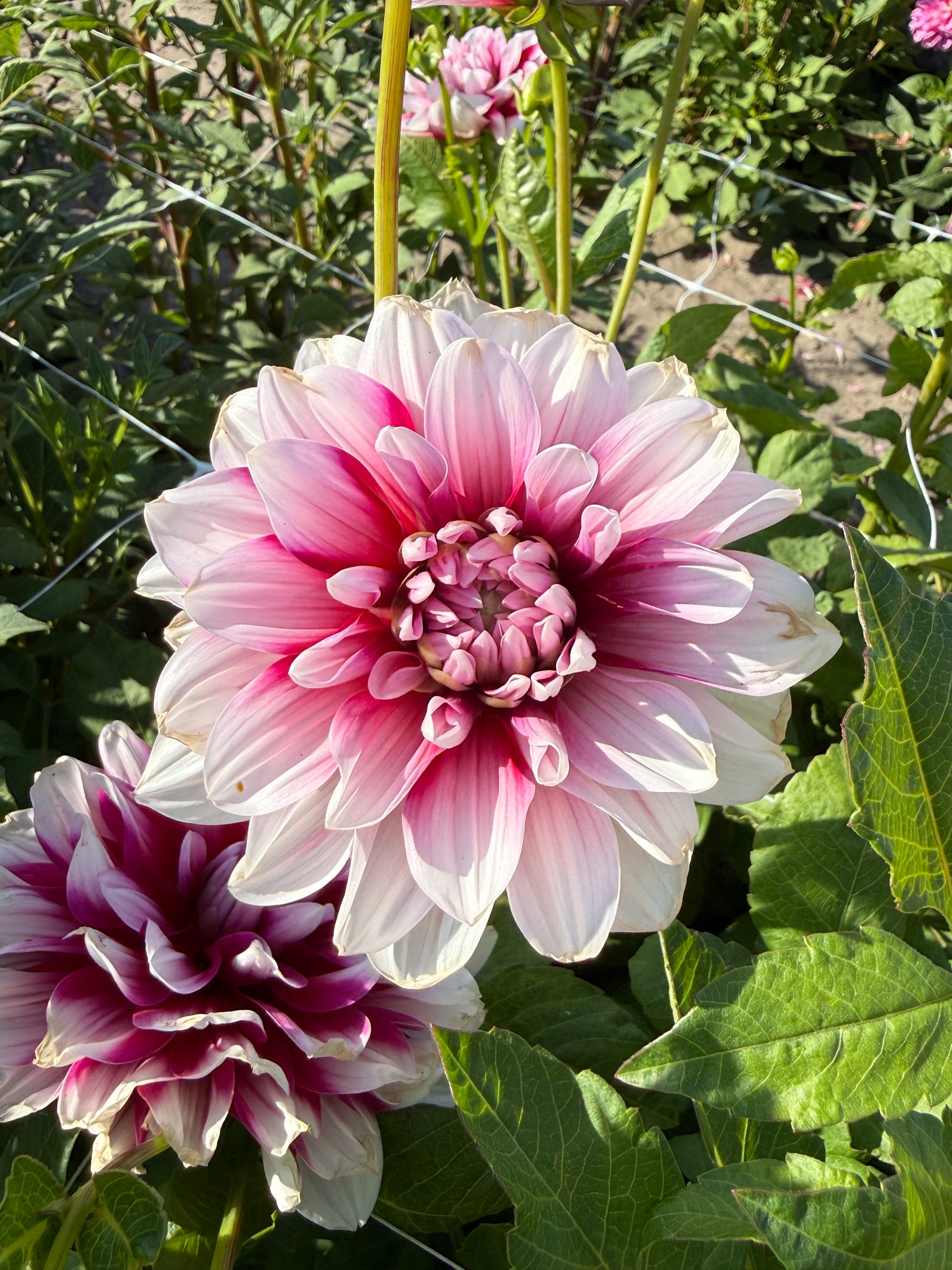 Dahlia Patches