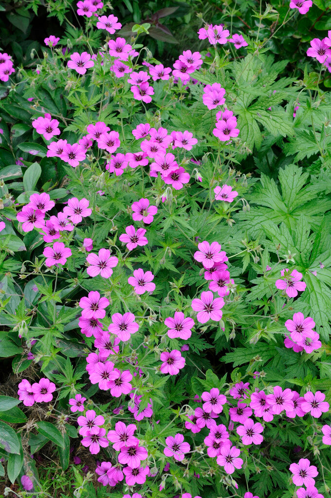 Geranium Patricia