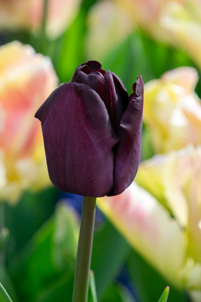 Tulipa Paul Scherer