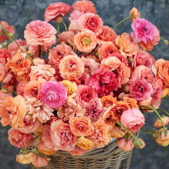 Ranunculus Pauline Champagne