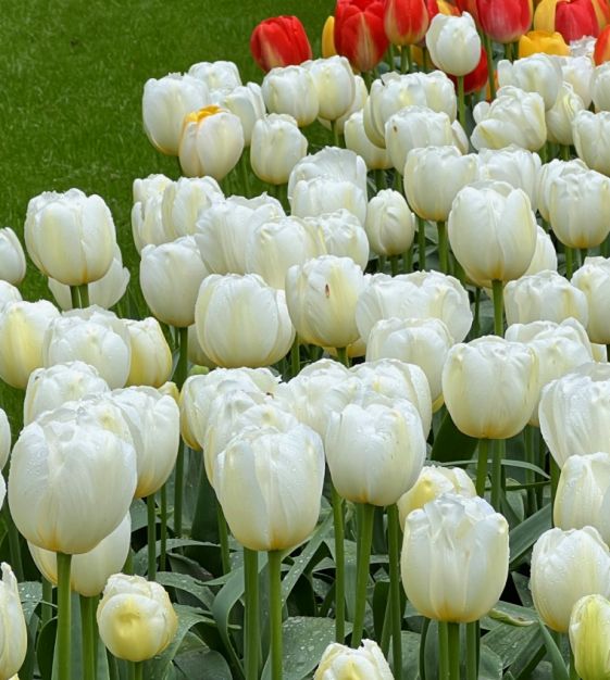Tulipa Pays Bas