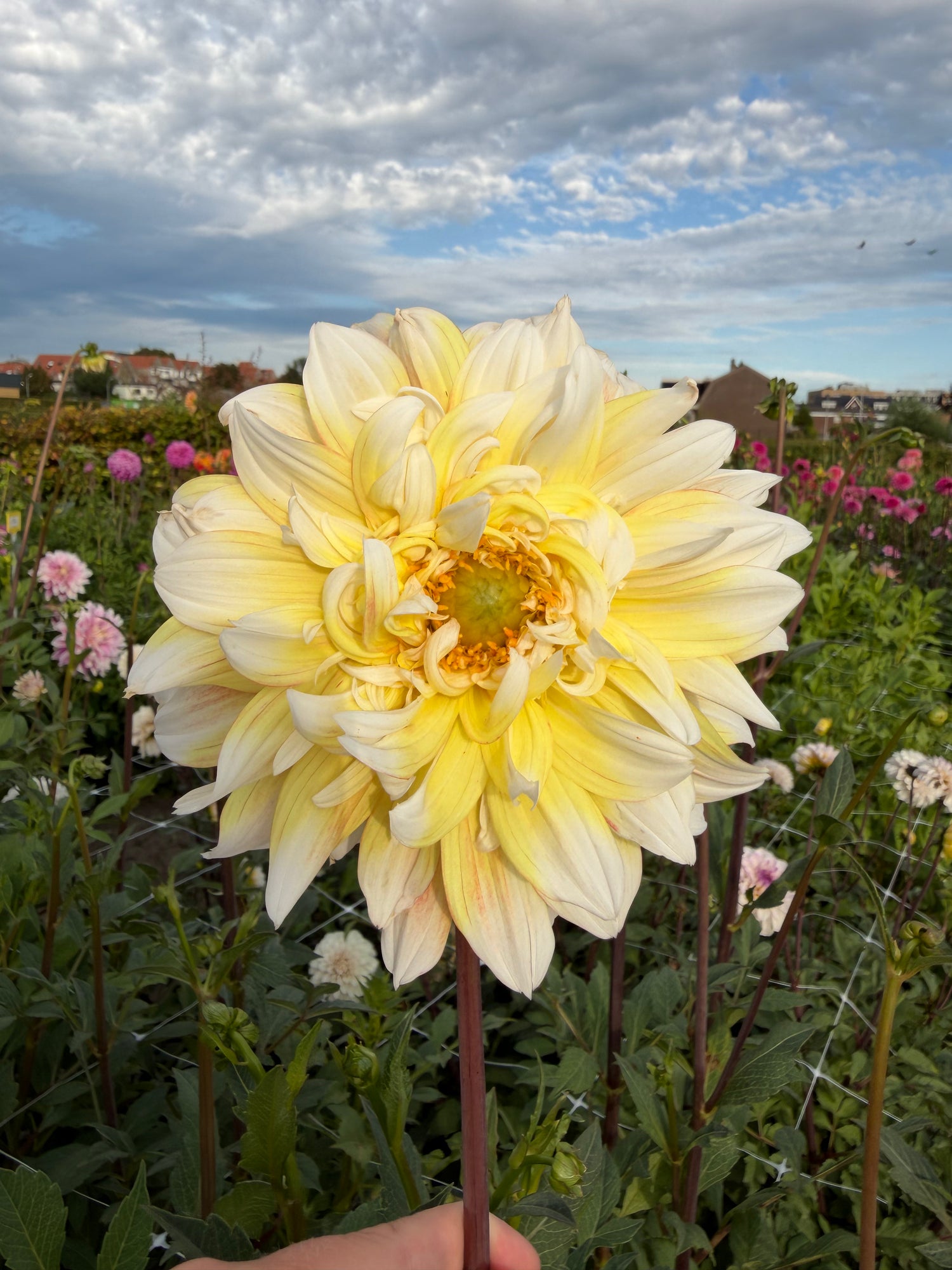 Dahlia Peaches and Cream