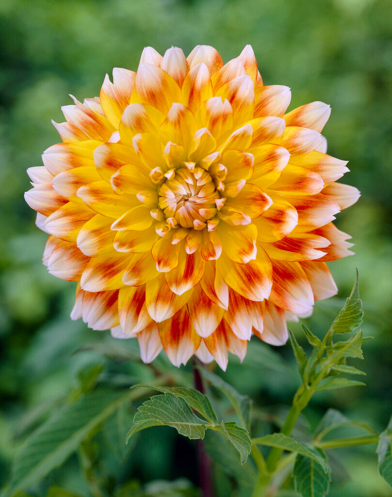 Dahlia Peaches and Cream