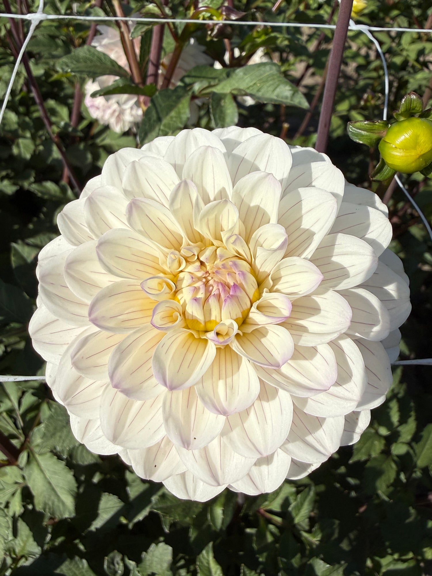 Dahlia Pencil Art Sugar