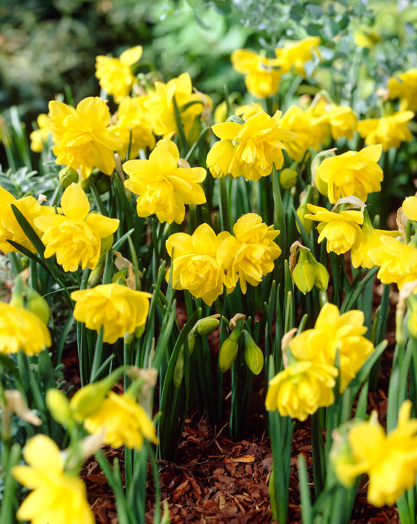Narcissus Pencrebar