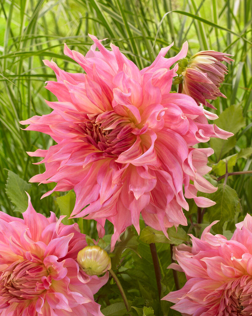 Dahlia Penhill Watermelon