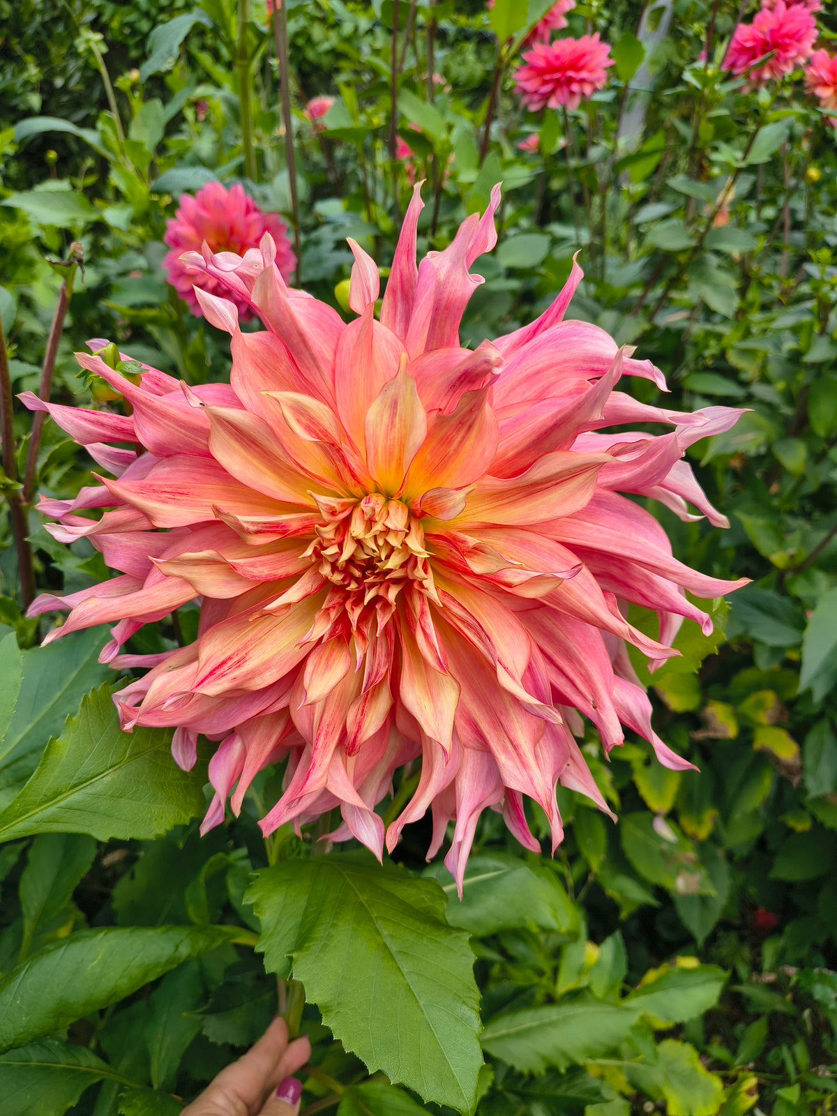 Dahlia 'Penhill Watermelon'