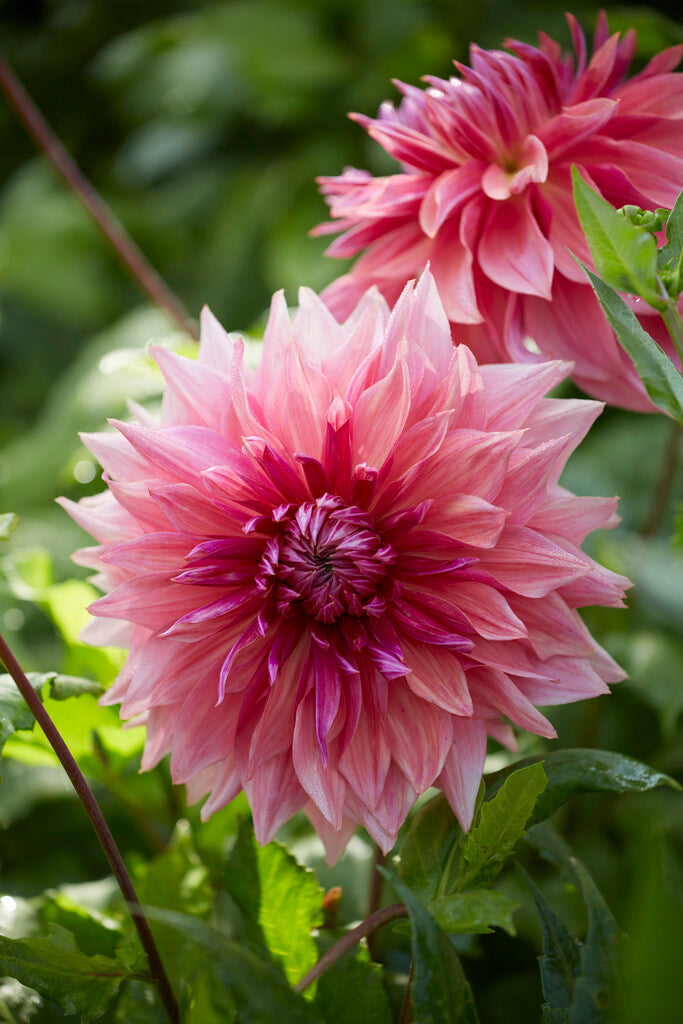 Dahlia Penhill Dark Monarch