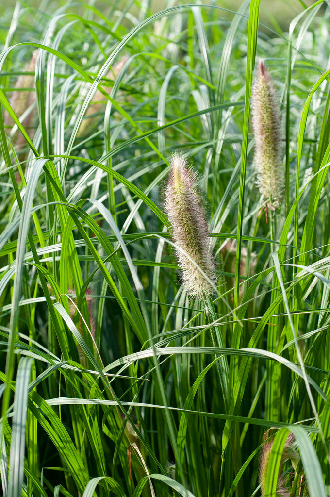 Pennisetum Alopecuroides XL