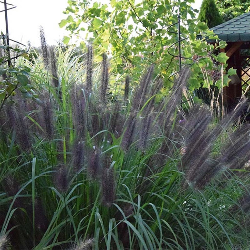 Pennisetum Black Beauty XL