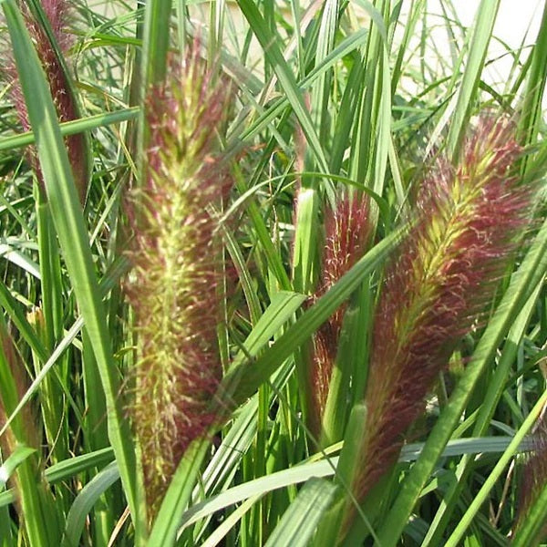 Pennisetum Red Head XL