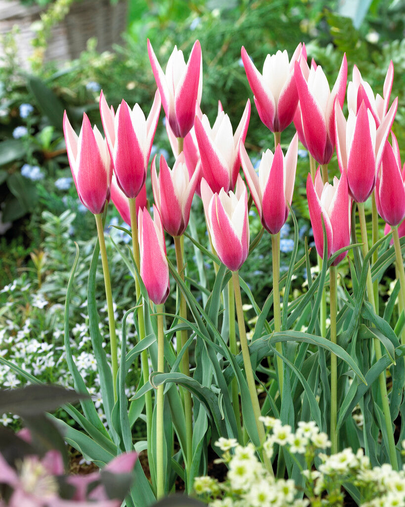 Tulipa Peppermintstick