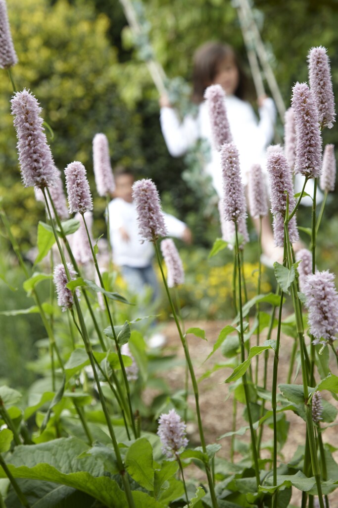 Persicaria affinis 'Superba'