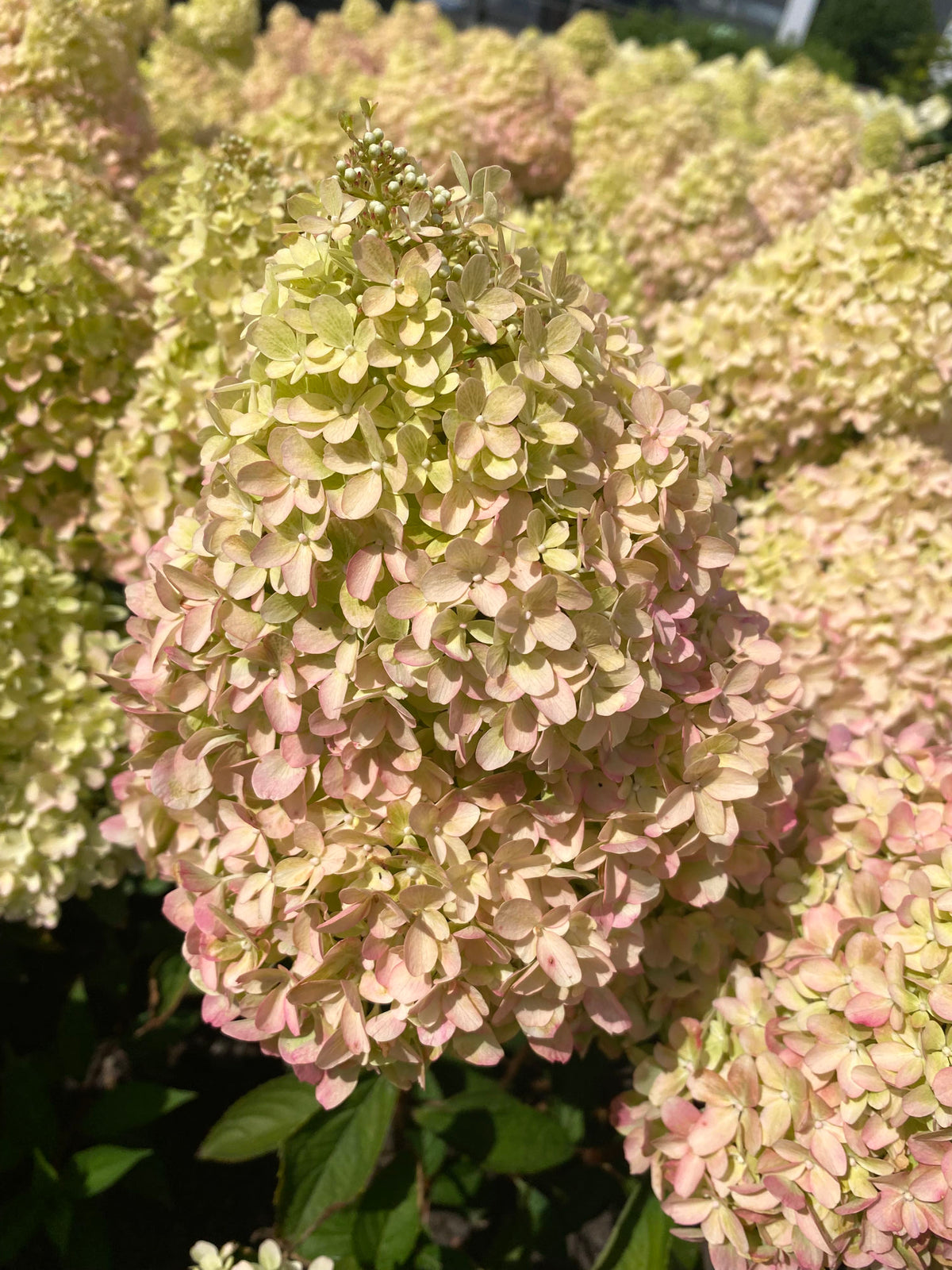Hydrangea paniculata Petite Flori