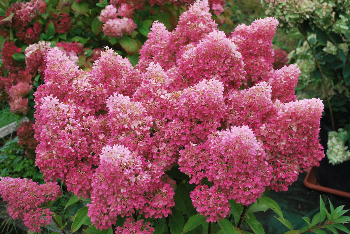 Hydrangea paniculata Petite Flori