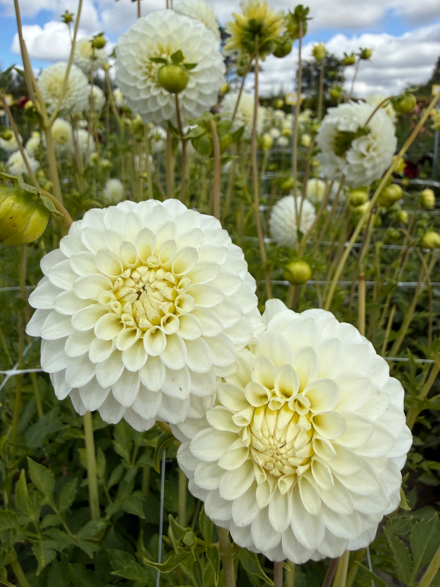 Dahlia Petra's Wedding