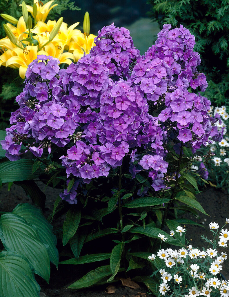 Phlox Amethyst