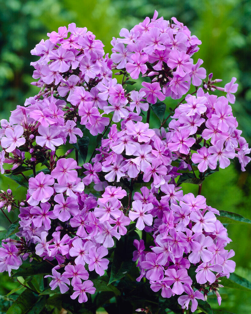 Phlox Blue Boy