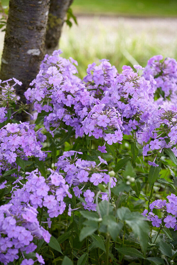 Phlox Paniculata Blue Paradise